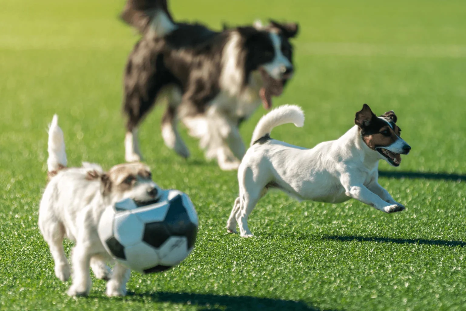 Dogs playing in an off-leash grassy park area | Dog-Friendly Parks Around Danville